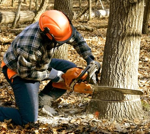 Tree Removal in Ivanhoe, VA